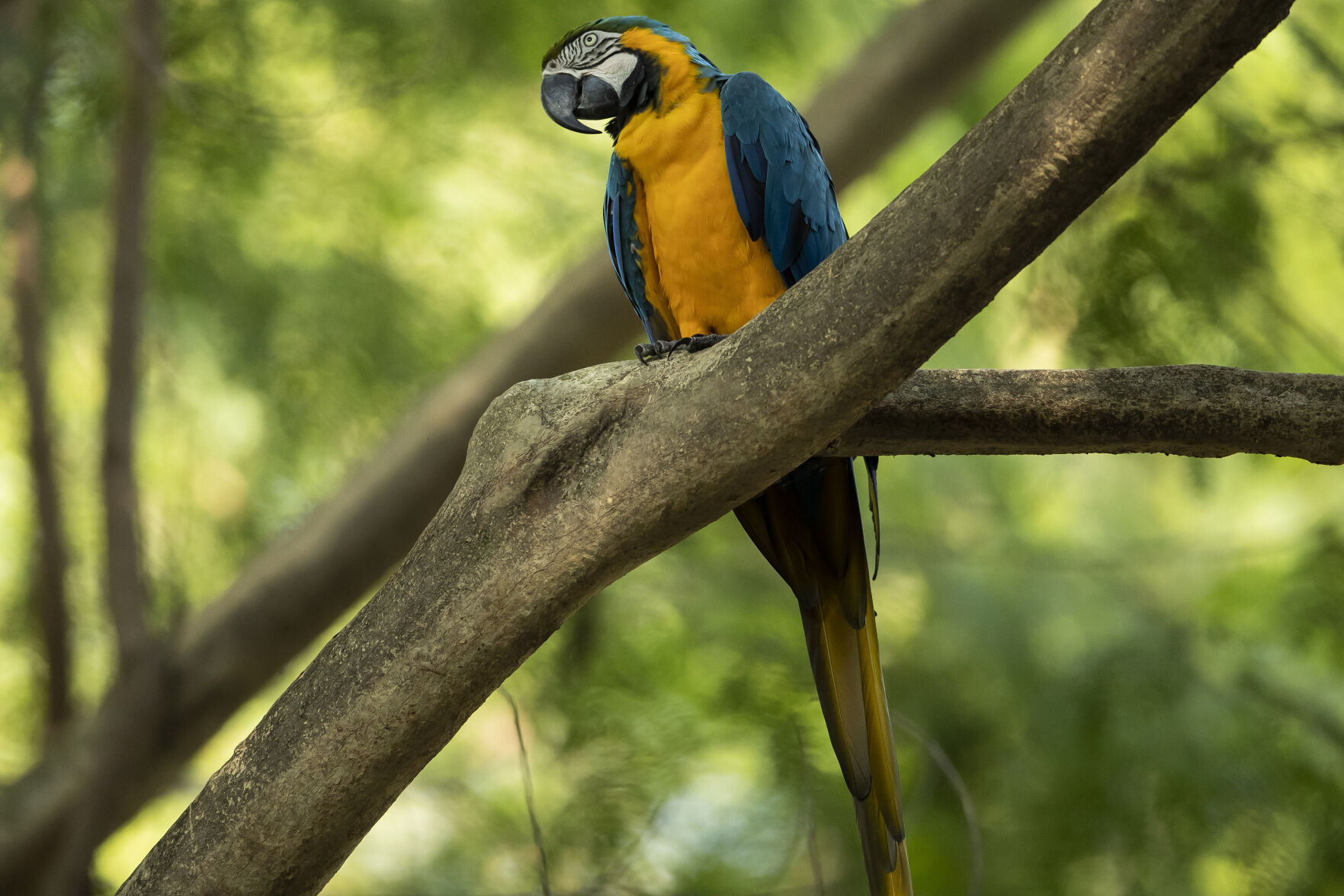 Brazil Rio Macaw Love